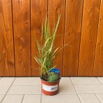 Smlz ostrokvetý (Calamagrostis x acutiflora) ´OVERDAM´ C1.5L